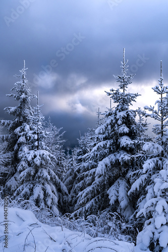 Vertical shot of a picturesque view of a forest covered with snow captured during the winter