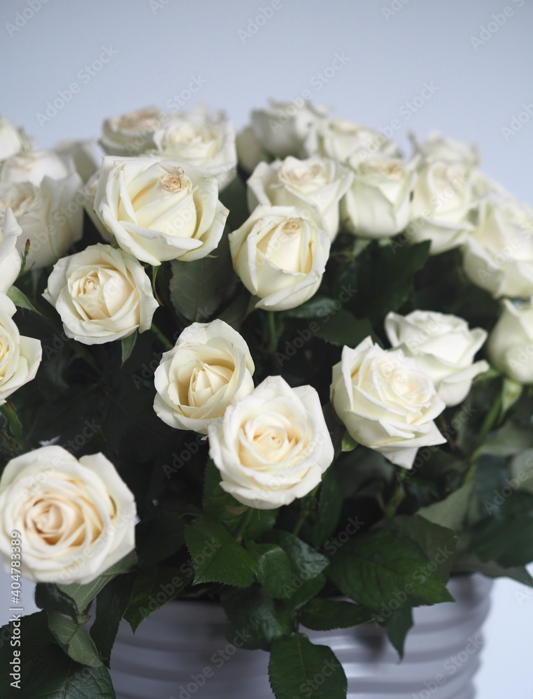 Bouquet white rose closeup.Background of flowers buds. Bouquet white rose closeup.Background of flowers buds.