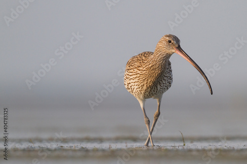 Wulp, Eurasian Curlew, Numenius arquatus orientalis photo