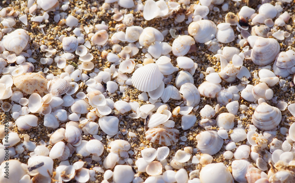 Top down texture of many small white empty shells on the beach.