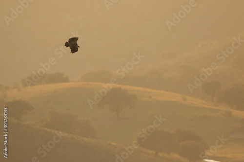 Eurasian Griffon Vulture - Gänsegeier - Gyps fulvus ssp. fulvus, Spain, adult