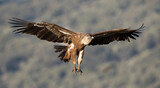 Eurasian Griffon Vulture - Gänsegeier - Gyps fulvus ssp. fulvus, Spain, adult