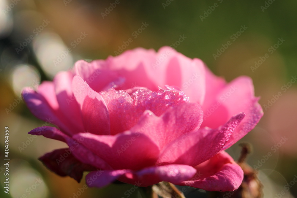 Abstract pink background for Valentine's Day. Intentionally defocused the main subject for artistic purposes Abstract pink background for Valentine's Day. Intentionally defocused the main subject for artistic purposes