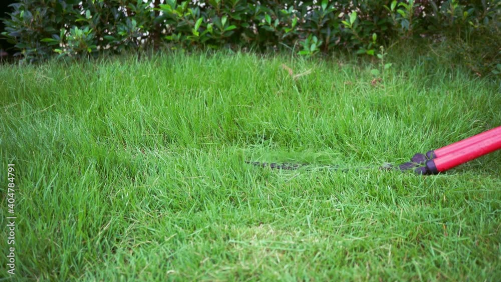 Cut the grass with scissors on the lawn in the garden, Using hand to