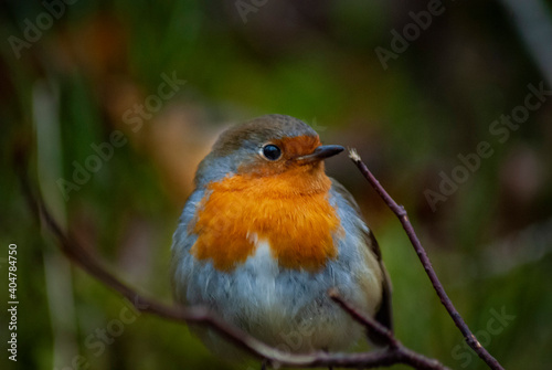 Close up of a red breasted European Robin in the woods in the english countryside
