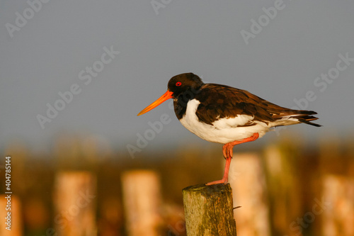 Scholekster, Eurasian Oystercatcher, Haematopus ostralegus ostralegus photo