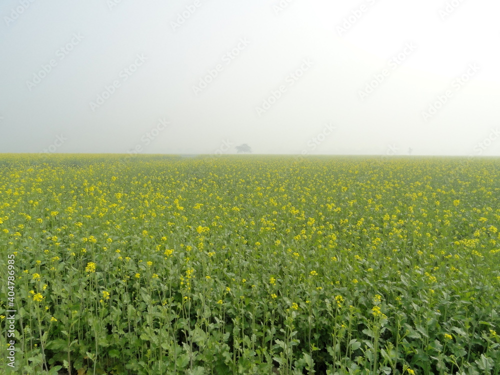 field with flowers