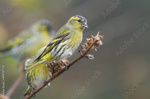 Sijs, Eurasian Siskin, Carduelis spinus © AGAMI