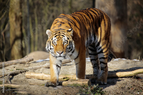 Sibirische Tiger  Panthera tigris altaica  auch Amurtiger oder Ussuritiger  Raubtier