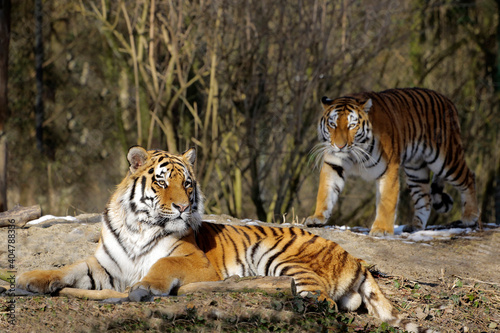  Sibirische Tiger  Panthera tigris altaica   auch Amurtiger oder Ussuritiger  Paar  Raubtier