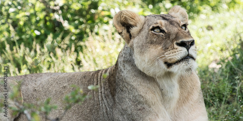 Canvas Print Südafrika Safari, South Africa Safari