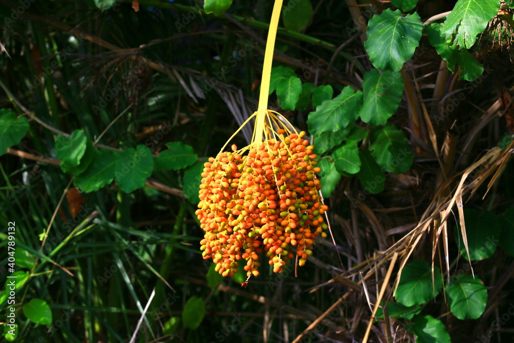 flower on a tree flower on a tree