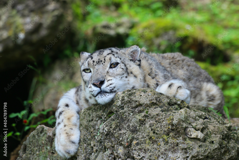 Schneeleopard, Irbis oder Unze, (Panthera uncia) ruht auf Stein Schneeleopard, Irbis oder Unze, (Panthera uncia) ruht auf Stein