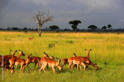 Fototapeta Naklejka Na Ścianę i Meble -  impala in the savannah