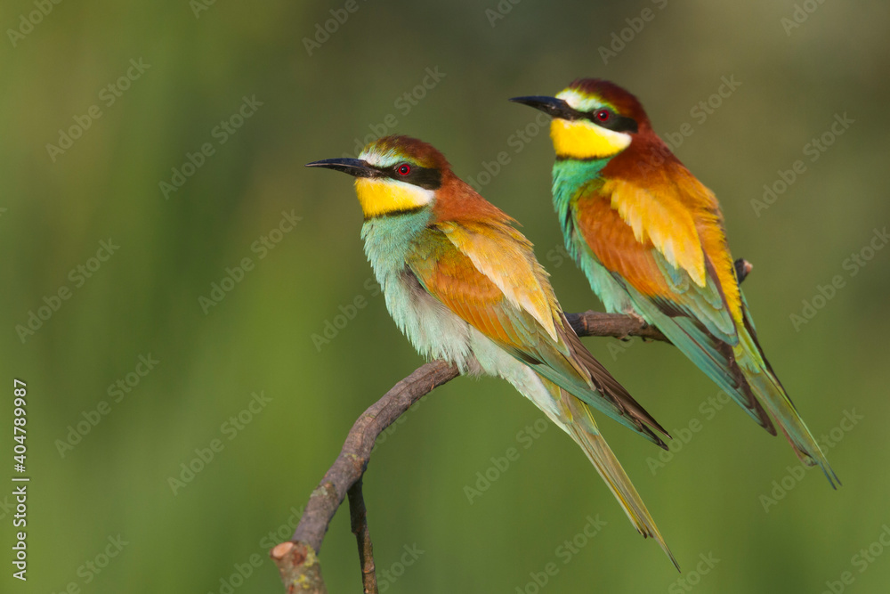 European Bee-eater, Bijeneter, Merops apiaster European Bee-eater, Bijeneter, Merops apiaster