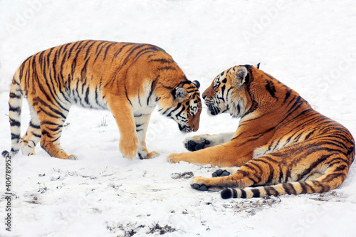  Sibirische Tiger  Panthera tigris altaica   auch Amurtiger oder Ussuritiger  Paar  Raubtier