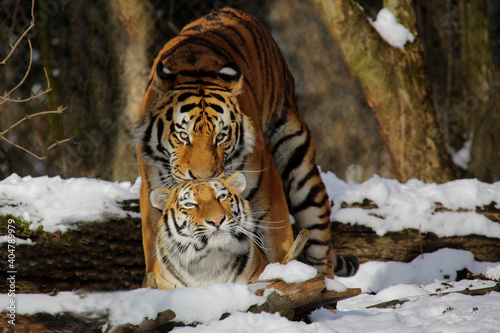  Sibirische Tiger (Panthera tigris altaica), auch Amurtiger oder Ussuritiger, Paar, Raubtier photo
