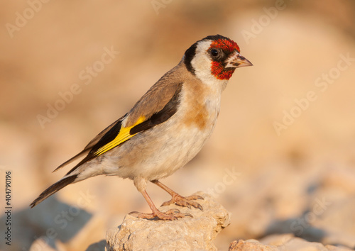 European Goldfinch, Putter, Carduelis carduelis ssp. balcanica,