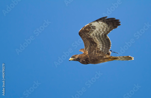 Wespendief, European Honey Buzzard, Pernis apivorus photo