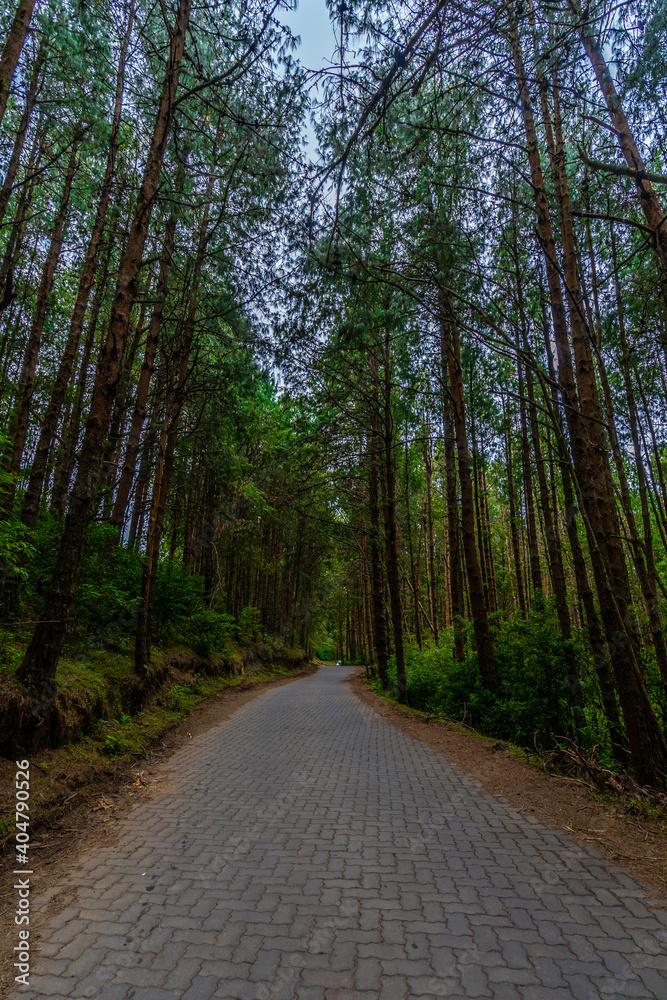 Fototapeta premium Pine Forest tree in Ooty beautiful place to visit in udagamandalam