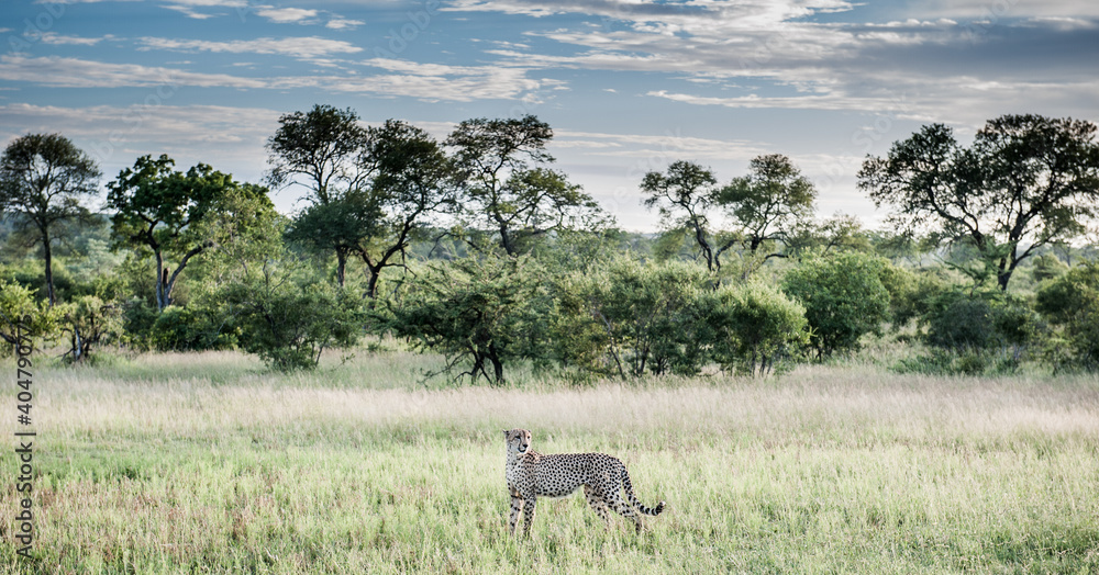 Fototapeta premium Südafrika Safari, South Africa Safari 