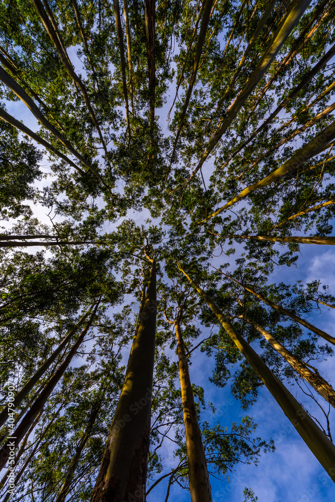 Fototapeta premium Pine Forest tree in Ooty beautiful place to visit in udagamandalam