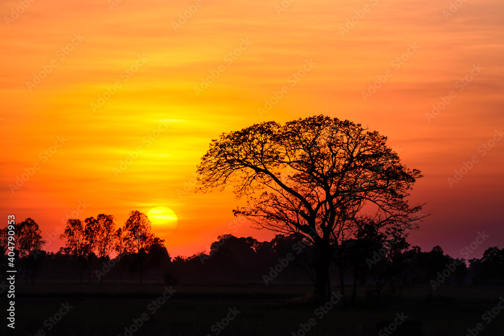 Panorama Big sun behind dark tree and sunset in tropical forest,Thailand,ASIA.