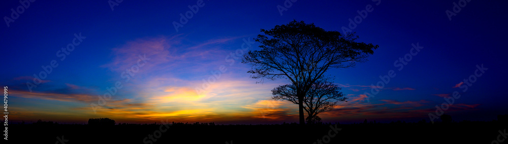 Panorama Tree silhouette with purple and blue sky in against sunset background.