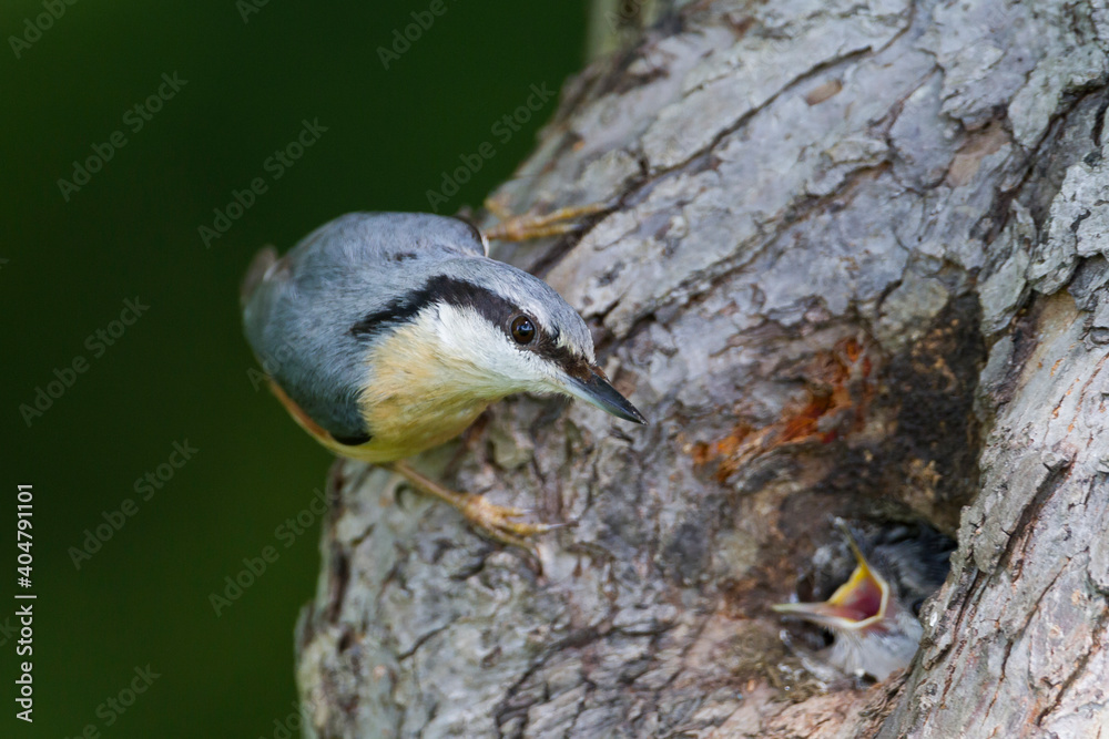Boomklever, European Nuthatch, Sitta europaea caesia Boomklever, European Nuthatch, Sitta europaea caesia
