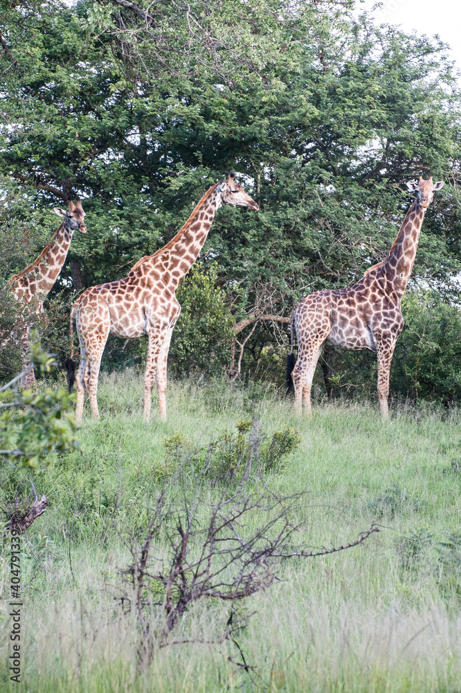Südafrika Safari, South Africa Safari
Südafrika Safari, South Africa Safari