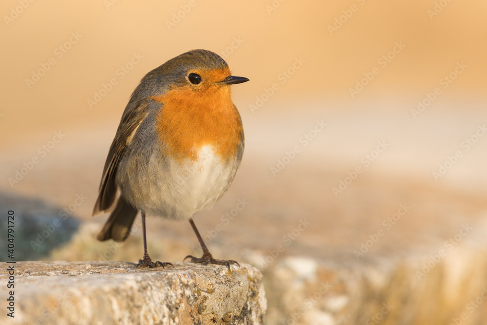 Roodborst, European Robin, Erithacus rubecula rubecula Roodborst, European Robin, Erithacus rubecula rubecula