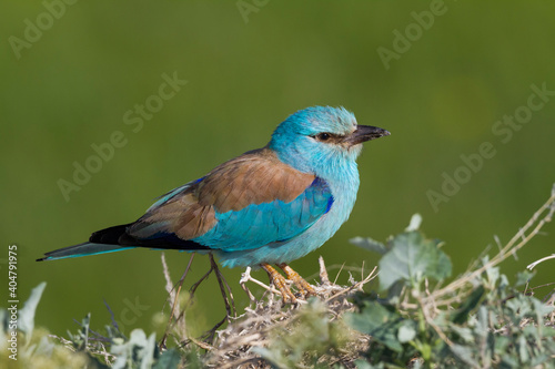 Scharrelaar, European Roller, Coracias garrulus semenowi