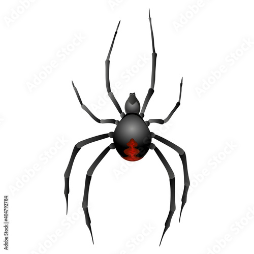 Black widow spider on white background. Vector illustration