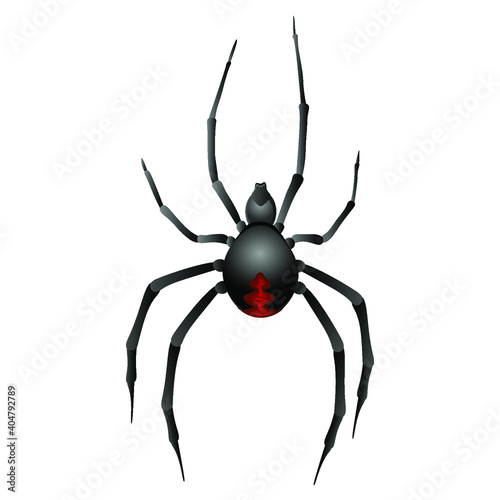 Black widow spider on white background. Vector illustration © Diana