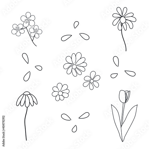 isolated vector flowers on a white background