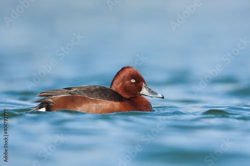 Ferruginous Duck, Witoogeend, Aythya nyroca photo