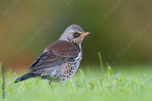 Kramsvogel, Fieldfare, Turdus pilaris