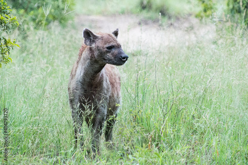 Safari Bilder Südafrika, Safari Photos South Africa
 photo