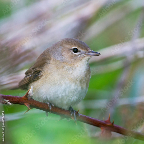 Tuinfluiter, Garden Warbler, Sylvia borin borin photo