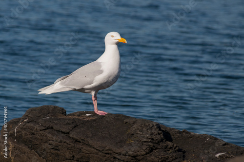 Glaucous Gull, Grote Burgemeester, Larus hyperboreus ssp. leuceretes © AGAMI