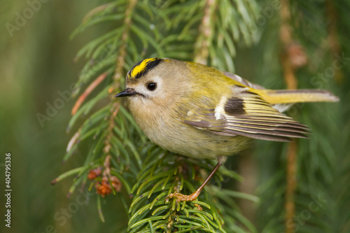 Goudhaan, Goldcrest, Regulus regulus photo