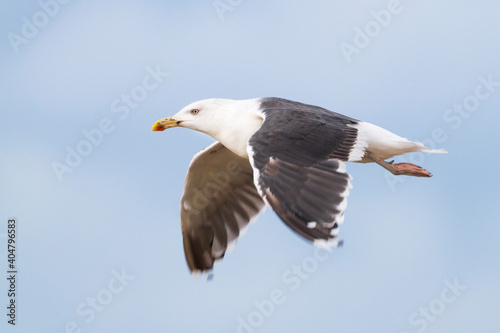 Grote Mantelmeeuw, Great Black-backed Gull, Larus marinus photo