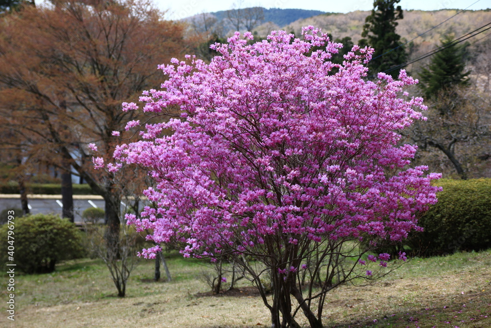 冨士霊園の春　　　ミツバツツジ　　　　富士山のふもとにある冨士霊園は、霊峰冨士の眺めに加え手入れの行き届いた樹木に囲まれ、霊園ながら人々の憩いの場となっている。特に桜の名所として有名。
