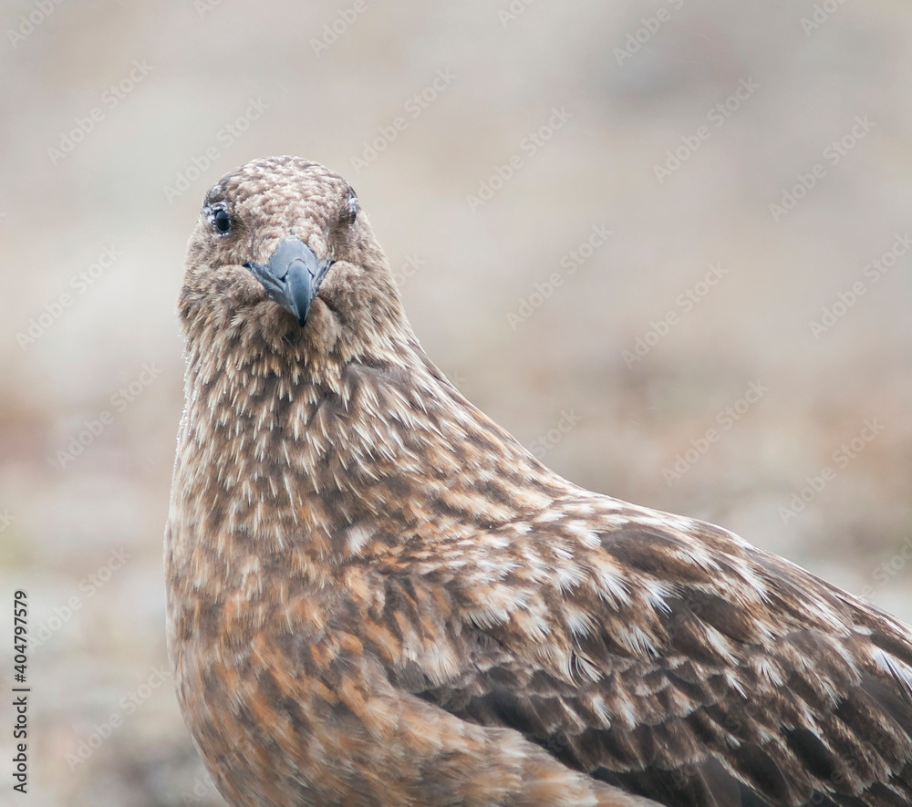 Grote Jager, Great Skua, Catharacta skua Grote Jager, Great Skua, Catharacta skua