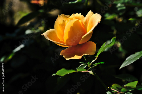 秋の旧古河庭園で咲くオレンジ色のバラの花　万葉 photo