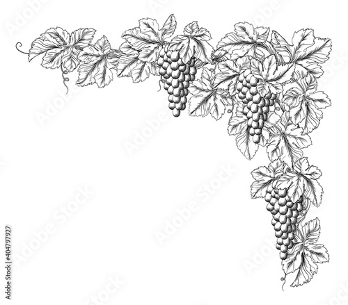 Bunches of grapes on a grape vine with leaves. Corner or border design element in a vintage woodcut etching style