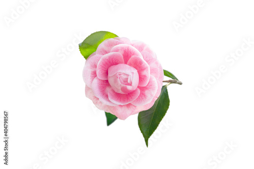 Foto Pale pink camellia japanese rose form flower isolated on white