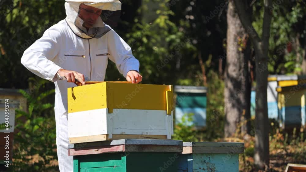 Apiarist Collecting Pollen From Beehive. Male beekeeper in professional beekeeper costume inspects wooden frame with honeycombs Apiarist Collecting Pollen From Beehive. Male beekeeper in professional beekeeper costume inspects wooden frame with honeycombs