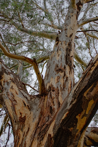 Eucalyptus tree near Vredefort, Free State, South Africa.
