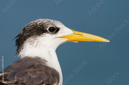 Grote Kuifstern, Greater Crested Tern, Thalasseus bergii velox photo